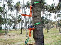 Coconut Tree Climber